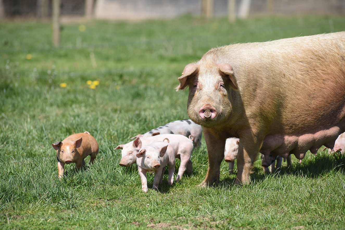 Imagen de cerdos y ganadería porcina sostenible